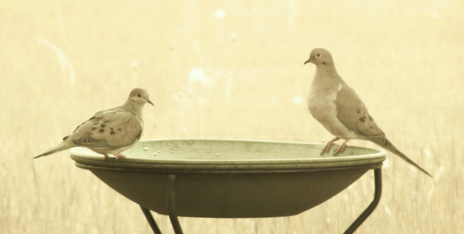Doves in infrared - by Tony Karp