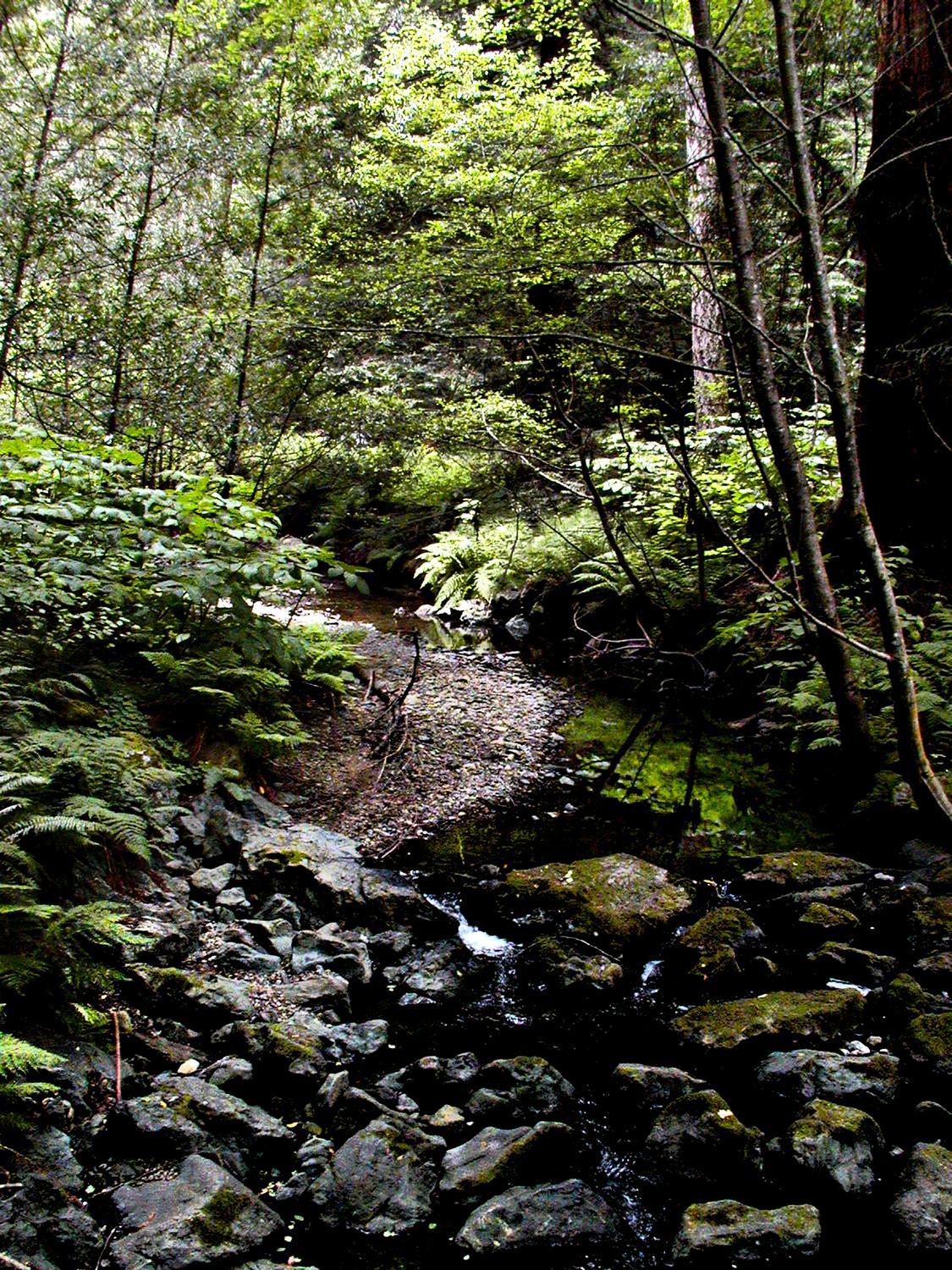  - A stream in the Muir Woods. - - Olympus C-2100UZ - Olympus C-2100 Ultra Zoom - Tony Karp, design, art, photography, techno-impressionist, techno-impressionism, aerial photography , drone , drones , dji , mavic pro , video , 3D printing - Books -