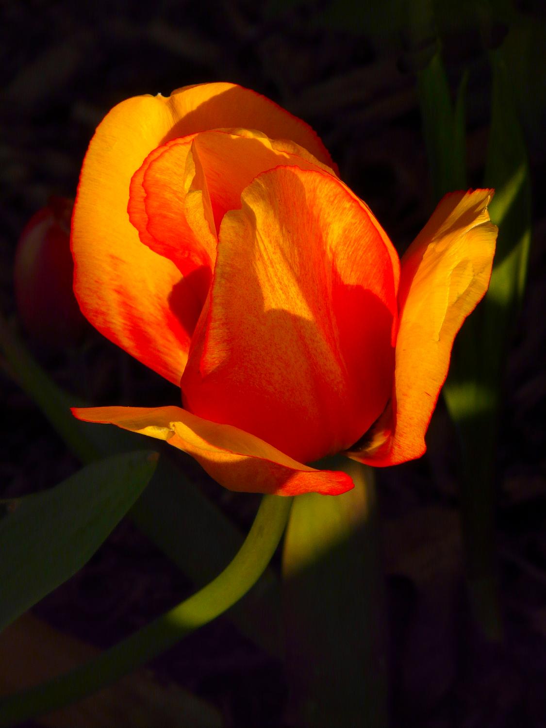  - This flower is for you, Hobbitt, with all my love. - the artist's muse - Tony Karp, design, art, photography, techno-impressionist, techno-impressionism, aerial photography , drone , drones , dji , mavic pro , video , 3D printing - Books -