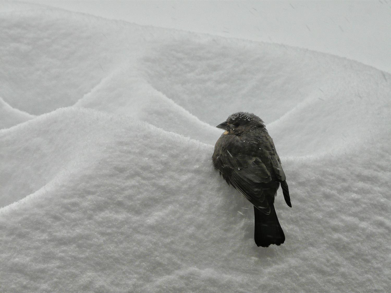 -  Panasonic DMC-FZ18 - Bird on a snow drift. - - art  - photography - by Tony Karp