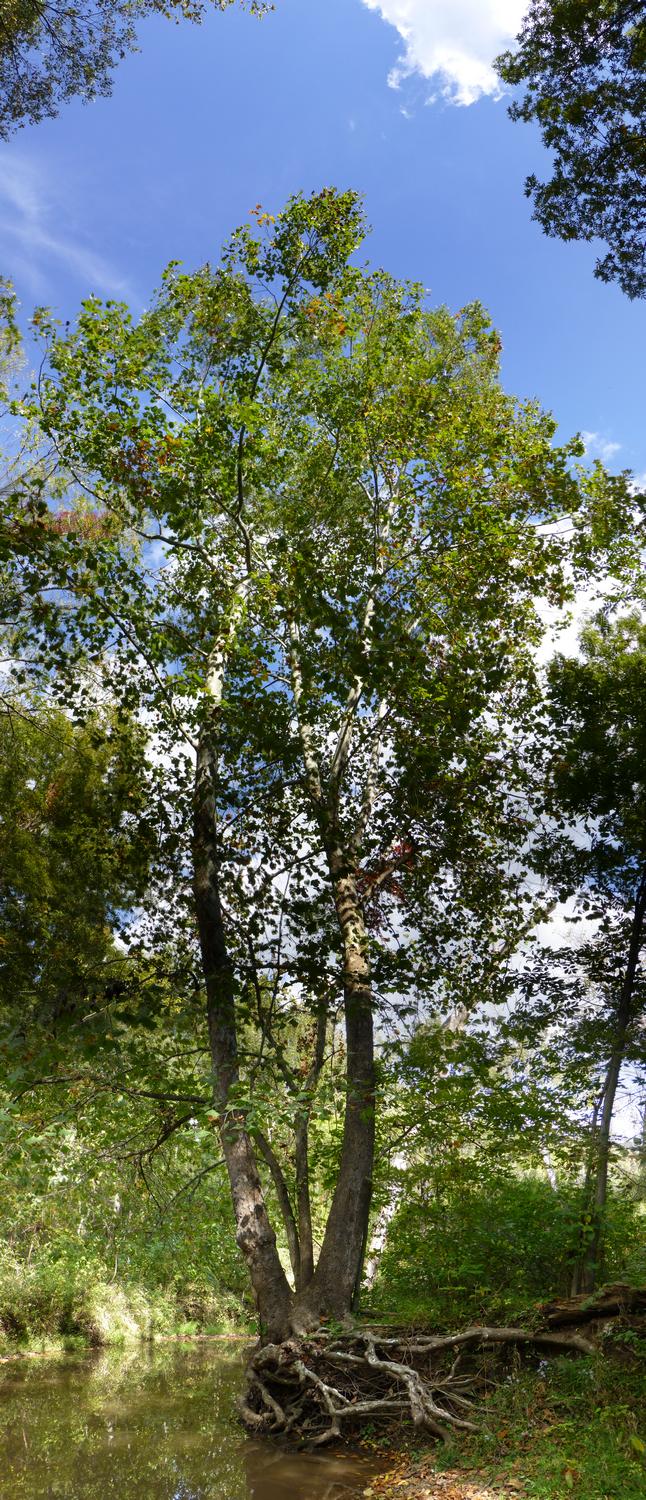  - Scoured tree - vertical panorama <br>--- Click to see ORIGINAL --- - Panasonic DMC-ZS20 - Tony Karp, design, art, photography, techno-impressionist, techno-impressionism, aerial photography , drone , drones , dji , mavic pro , video , 3D printing - Books -