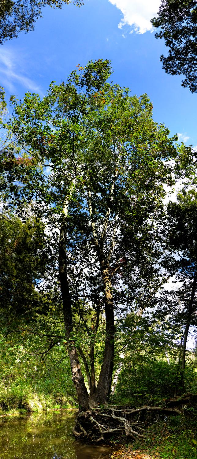  - Scoured tree - vertical panorama <br>--- Click to see ORIGINAL --- - Panasonic DMC-ZS20 - Tony Karp, design, art, photography, techno-impressionist, techno-impressionism, aerial photography , drone , drones , dji , mavic pro , video , 3D printing - Books -