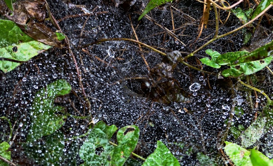  - Fresh rain on a spider web <br>--- Click to see ORIGINAL --- - Panasonic DMC-ZS20 - Tony Karp, design, art, photography, techno-impressionist, techno-impressionism, aerial photography , drone , drones , dji , mavic pro , video , 3D printing - Books -