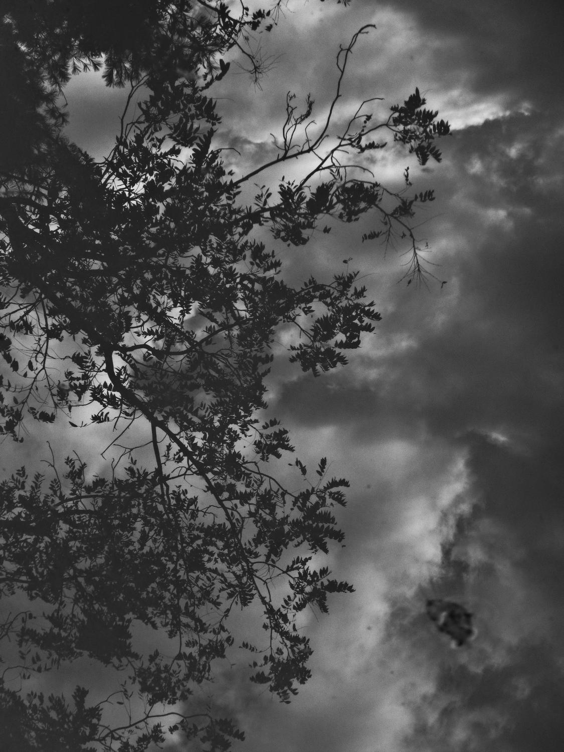  - Leaves and clouds reflected in the pool  <br>--- Click to see ORIGINAL --- - Panasonic DMC-ZS20 - Tony Karp, design, art, photography, techno-impressionist, techno-impressionism, aerial photography , drone , drones , dji , mavic pro , video , 3D printing - Books -