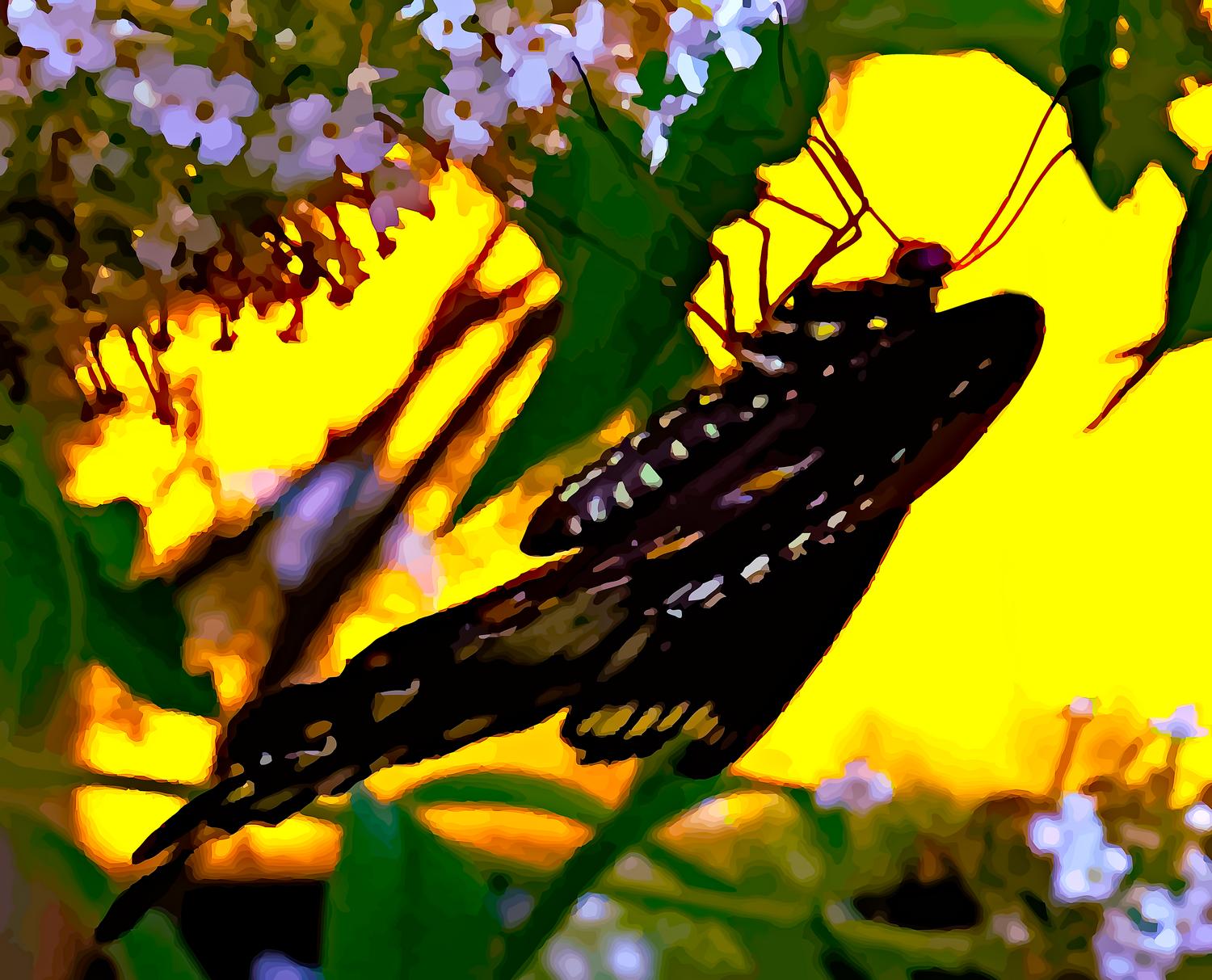  - Off to Havana! Add more color and more warmth. - Retouching a picture of a swallowtail butterfly - Panasonic DNC-LF1 - butterfly in Havana. - Tony Karp, design, art, photography, techno-impressionist, techno-impressionism, aerial photography , drone , drones , dji , mavic pro , video , 3D printing - Books -