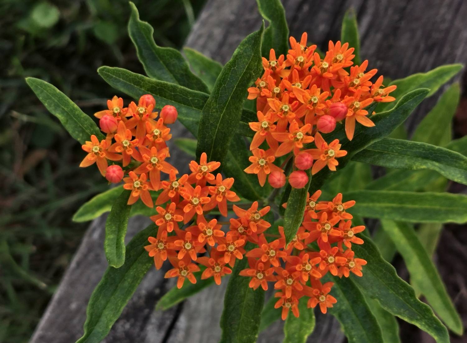  - Butterfly milkweed. The caterpillars eat this up. - Tony Karp, design, art, photography, techno-impressionist, techno-impressionism, aerial photography , drone , drones , dji , mavic pro , video , 3D printing - Books -