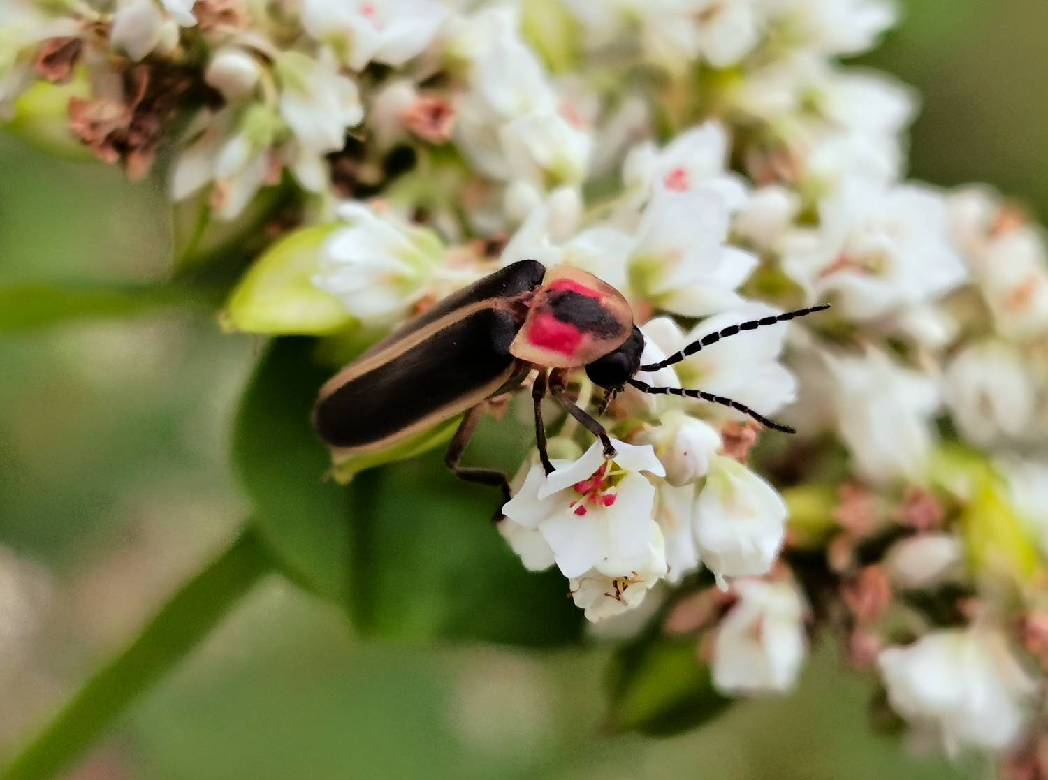  - A firefly on a buckwheat flower. - Tony Karp, design, art, photography, techno-impressionist, techno-impressionism, aerial photography , drone , drones , dji , mavic pro , video , 3D printing - Books -