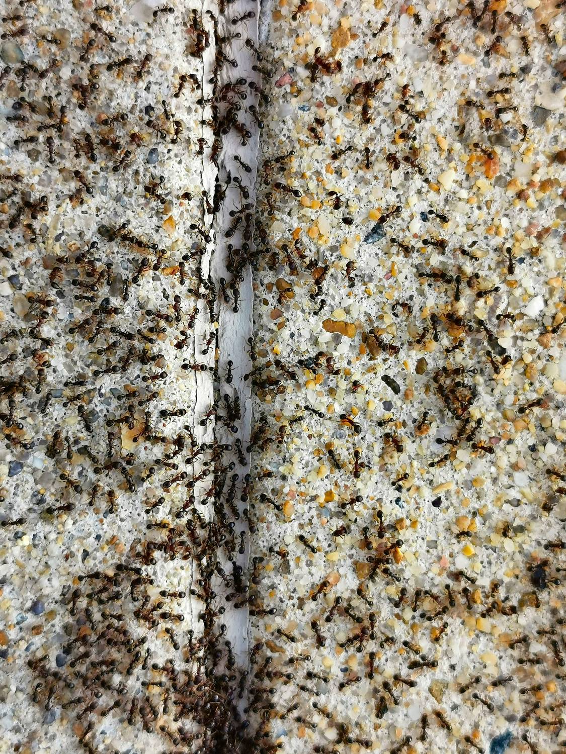  - Ants not practicing social distancing. They think they're immune because they have ant-y bodies. - Tony Karp, design, art, photography, techno-impressionist, techno-impressionism, aerial photography , drone , drones , dji , mavic pro , video , 3D printing - Books -