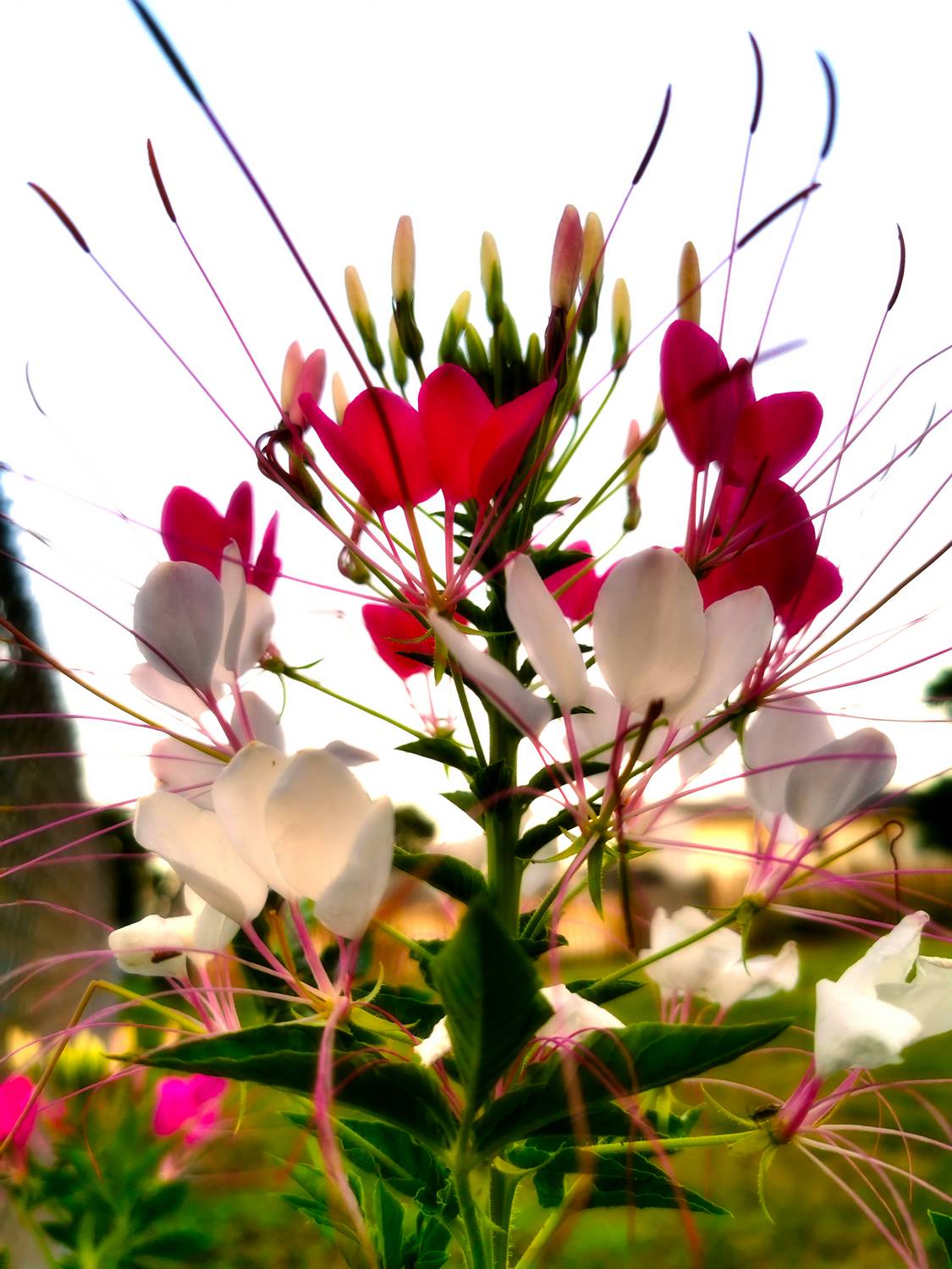  - Cleomes in bloom. - Tony Karp, design, art, photography, techno-impressionist, techno-impressionism, aerial photography , drone , drones , dji , mavic pro , video , 3D printing - Books -