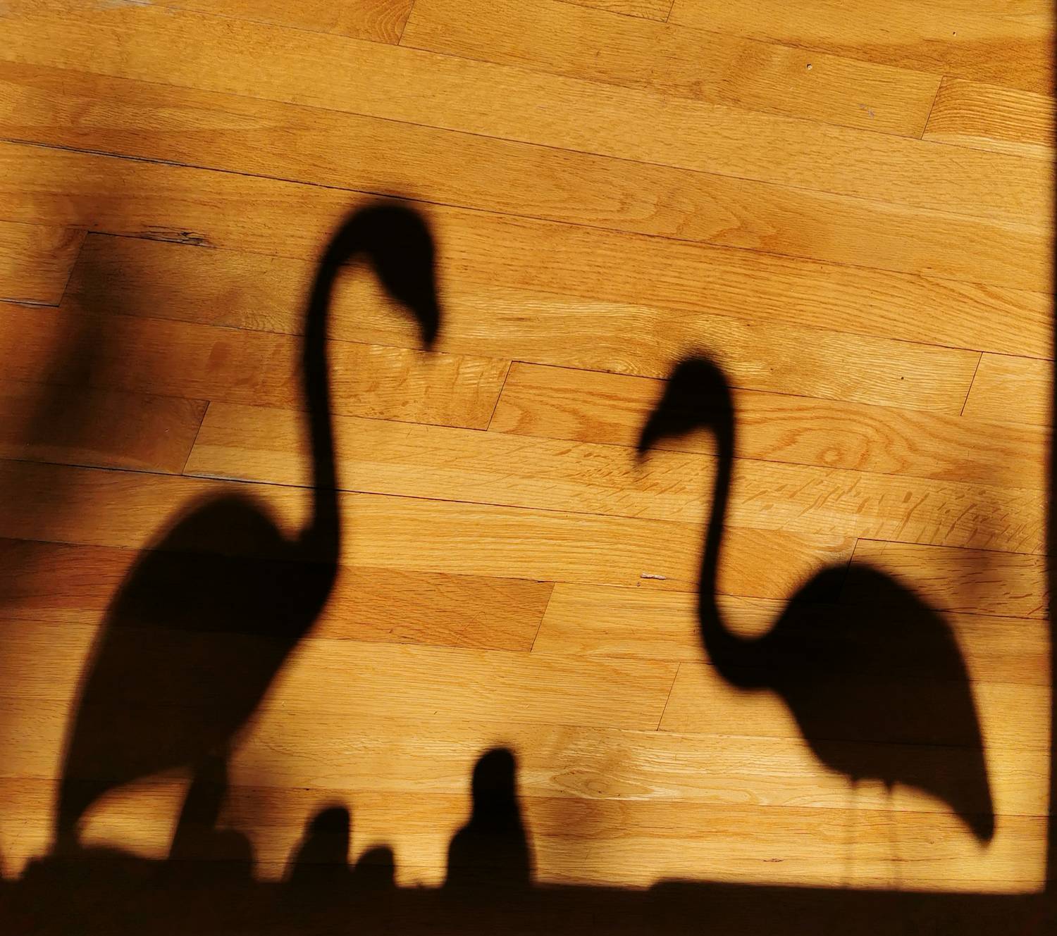  - The first we knew of the flamingos <br>was when we saw their shadows. - Tony Karp, design, art, photography, techno-impressionist, techno-impressionism, aerial photography , drone , drones , dji , mavic pro , video , 3D printing - Books -